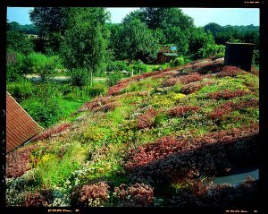 Dachy zielone - Trawniki użytkowe na dachach