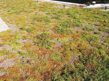 Dachy zielone - Zasady pielęgnacji powykonawczej - od zasiewu roślin po odbiór techniczny zielonego dachu