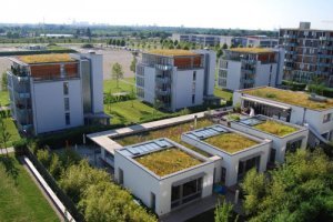 Dachy zielone - Dachy zielone – ekologiczne i racjonalne gospodarowanie wodą opadową
