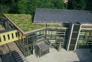 Dachy zielone - Podstawy planowania dachu zielonego