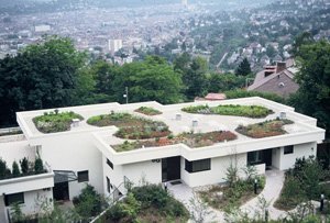 Dachy zielone - DACHY NIEZWYKŁE – roślinność ekstensywna na dachach zielonych