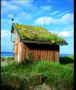 - Trawniki użytkowe na dachach