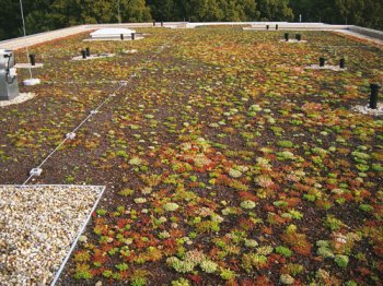 Dachy zielone - Zasady pielęgnacji powykonawczej - od zasiewu roślin po odbiór techniczny zielonego dachu