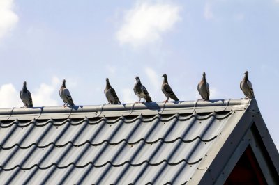 Poradnik - Jak ochronić dach przed ptakami