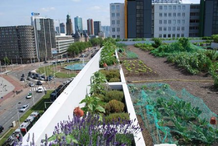 Dachy zielone - Walory ekologiczne dachów zielonych i ich wpływ na klimat miasta 