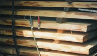 Konstrukcje - Ochrona drewna i zwalczanie jego szkodników-owadów